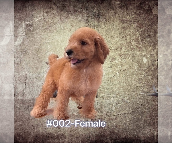Medium Photo #1  Breeder Profile in FLORENCE VILLA, FL, USA