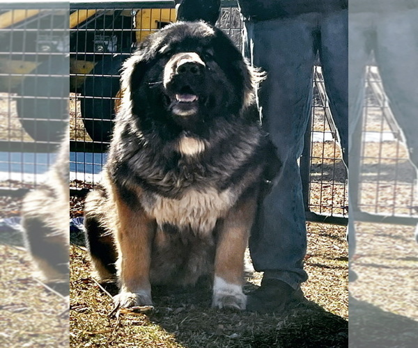 Medium Photo #109  Breeder Profile in TWINING, MI, USA