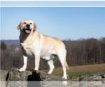 Small #4 Breeder Profile image