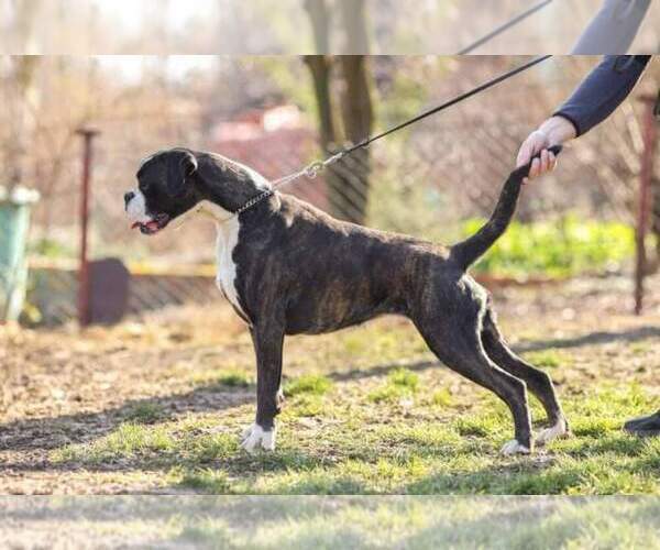Medium Photo #30  Breeder Profile in AFTON, WY, USA
