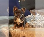 Small breeder photo
