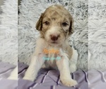 Small #8 Breeder Profile image