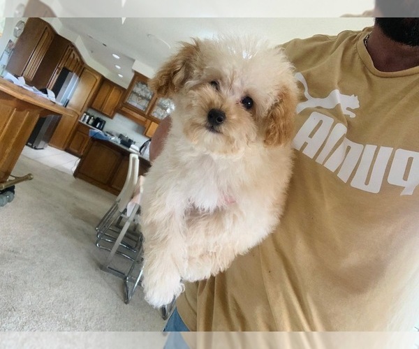 Medium Photo #6  Breeder Profile in VICTORVILLE, CA, USA