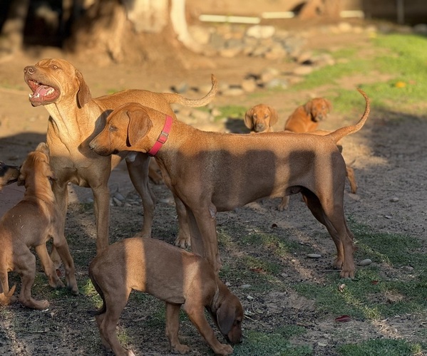 Medium Photo #9  Breeder Profile in FRESNO, CA, USA