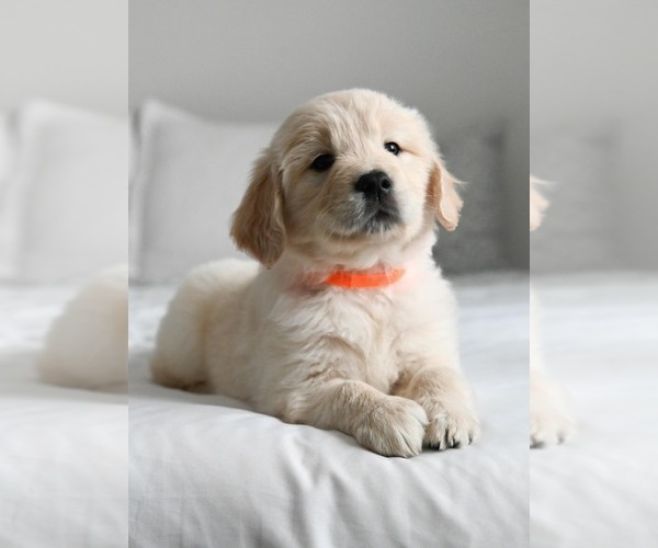Medium Photo #8  Breeder Profile in OTTUMWA, IA, USA