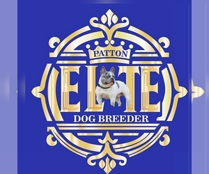 French Bulldog Dog Breeder near BROKEN ARROW, OK, USA