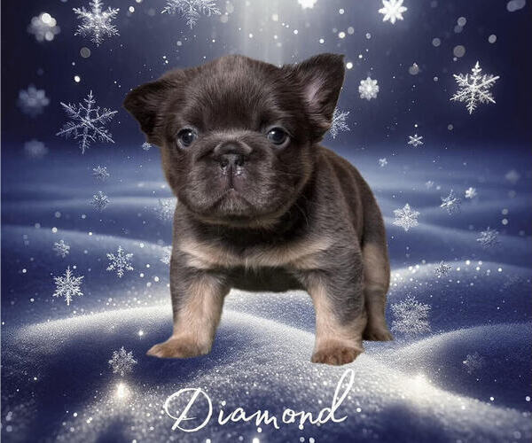 Medium Photo #2  Breeder Profile in OKLAHOMA CITY, OK, USA