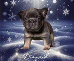 Small #1 Breeder Profile image
