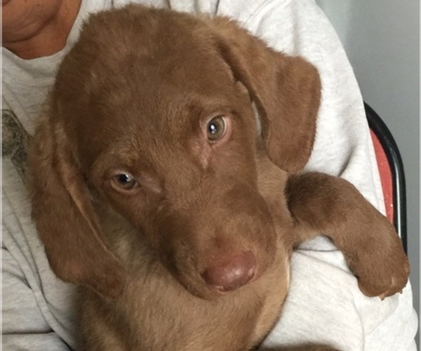 Medium Photo #1  Breeder Profile in FLINT, MI, USA
