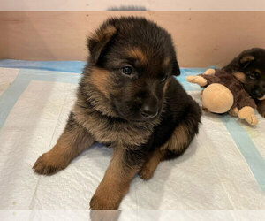 German Shepherd Dog Dog Breeder near LITTLETON, CO, USA