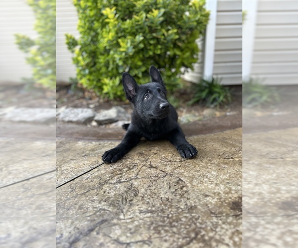 Medium Photo #1  Breeder Profile in UNION GROVE, AL, USA