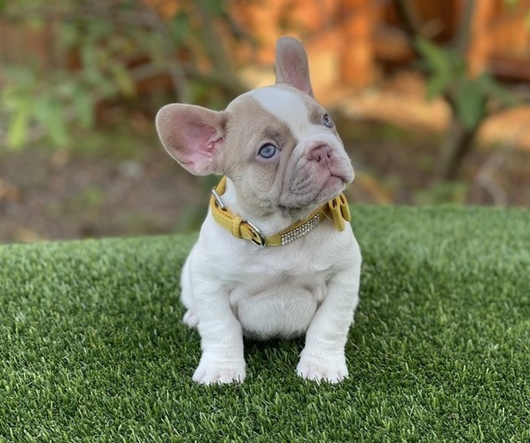 Medium Photo #8  Breeder Profile in PALM BAY, FL, USA