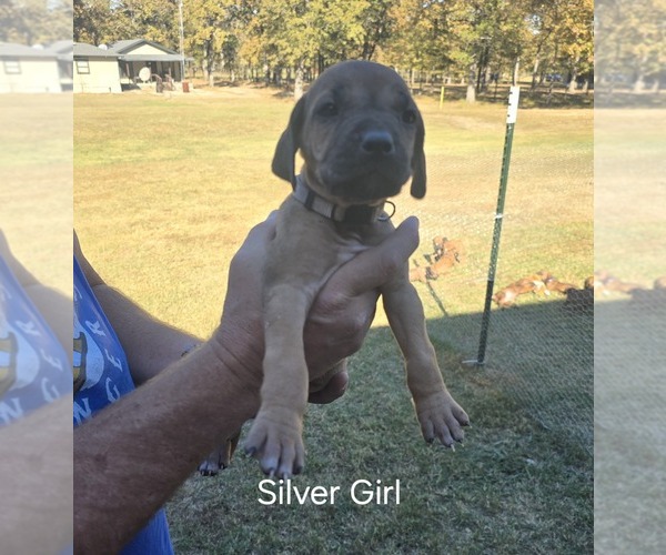 Medium Photo #34  Breeder Profile in ALBA, TX, USA
