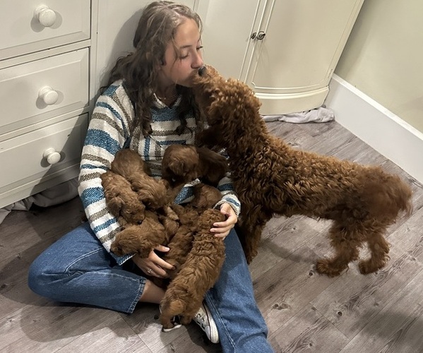Medium Photo #1  Breeder Profile in WENHAM, MA, USA