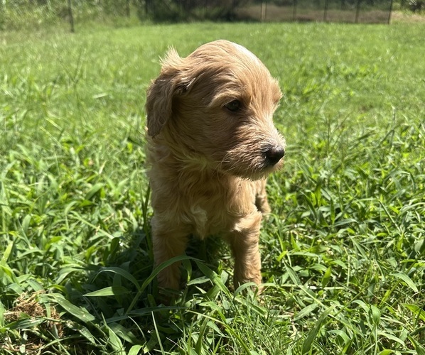 Medium Photo #12  Breeder Profile in EDMOND, OK, USA