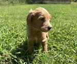 Small #11 Breeder Profile image