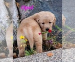 Small #12 Breeder Profile image