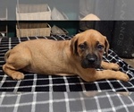 Small breeder photo