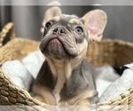 Small #1 Breeder Profile image