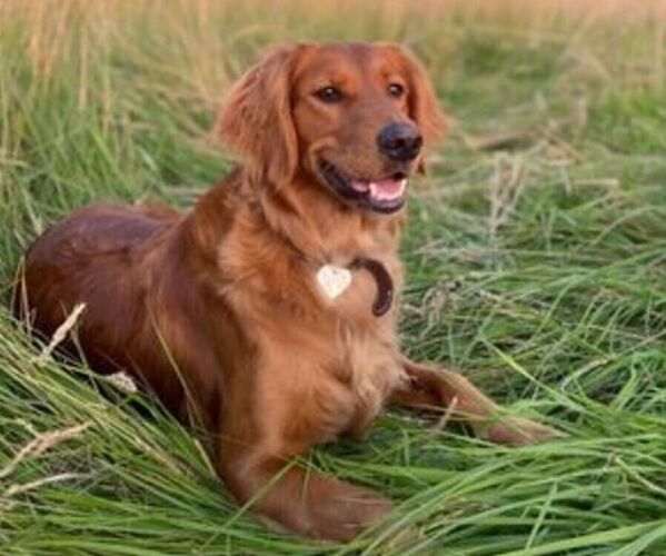 Medium Photo #1  Breeder Profile in WOODLAND HILLS, CA, USA