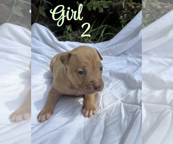 Medium Photo #8  Breeder Profile in PANAMA CITY BEACH, FL, USA