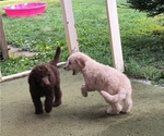 Small breeder photo