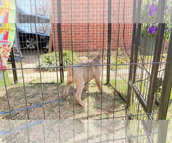 Medium Photo #11  Breeder Profile in NORMAN, OK, USA