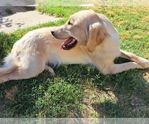 Golden Retriever Dog Breeder in LOOMIS,  USA