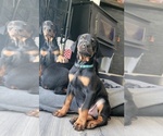 Small #1 Breeder Profile image