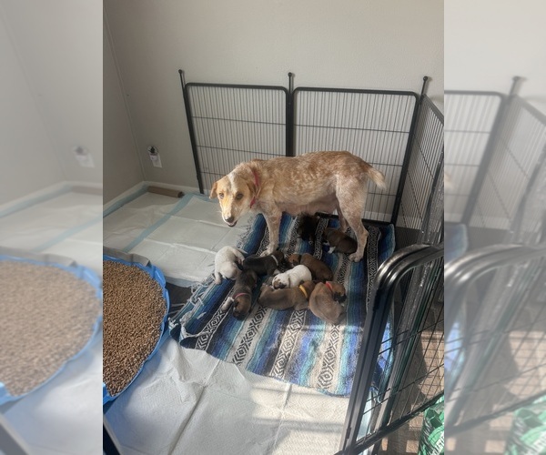 Medium Photo #10  Breeder Profile in LULING, TX, USA