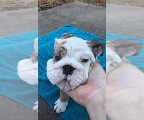Medium Photo #1  Breeder Profile in DURANT, OK, USA