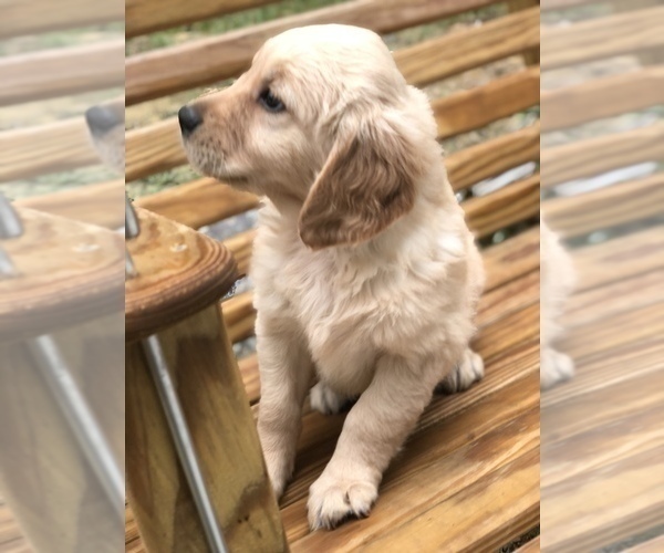Medium Photo #1  Breeder Profile in CALHOUN, GA, USA