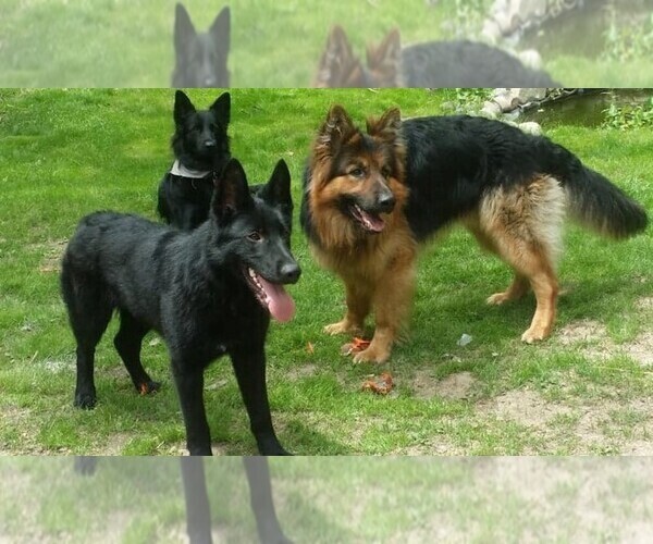 Medium Photo #1  Breeder Profile in MIO, MI, USA