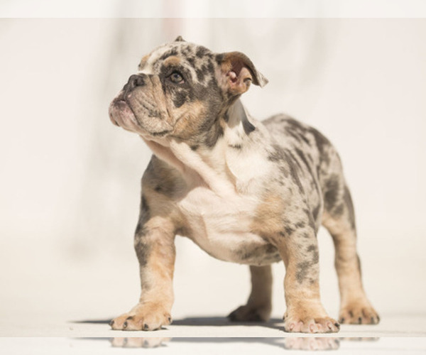 Medium Photo #1  Breeder Profile in FORT PIERCE, FL, USA