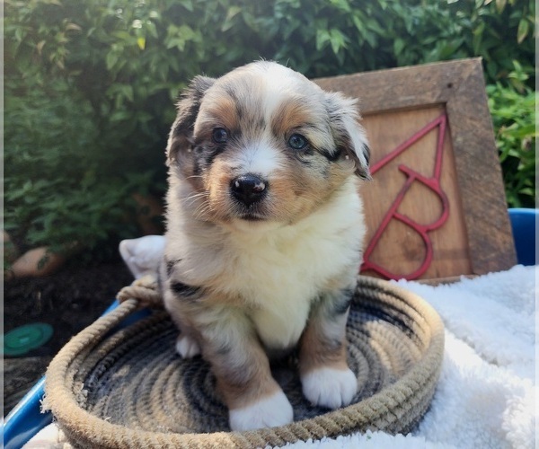 Medium Photo #2  Breeder Profile in RUSSELLVILLE, AL, USA