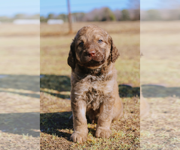 Medium Photo #10  Breeder Profile in PRATTSVILLE, AR, USA