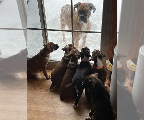 Medium Photo #1  Breeder Profile in WATERFORD, PA, USA