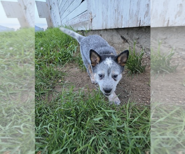 Medium Photo #15  Breeder Profile in HAWARDEN, IA, USA