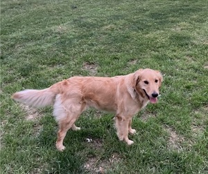 Golden Retriever Dog Breeder in RUSSELL SPRINGS,  USA
