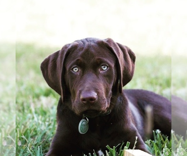 Medium Photo #1  Breeder Profile in RALEIGH, NC, USA