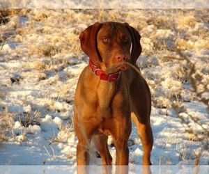 Vizsla Dog Breeder in AMORITA,  USA