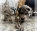 Small #12 Breeder Profile image