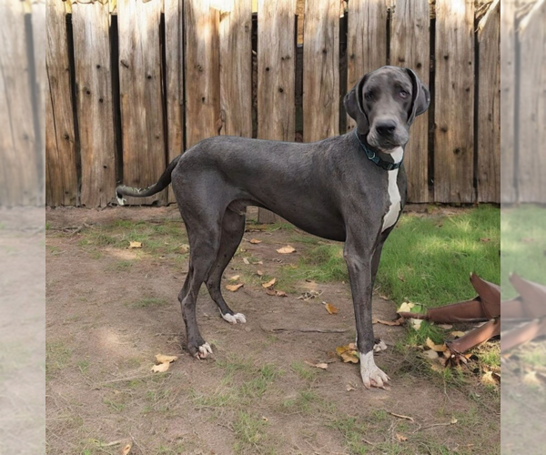 Medium Photo #5  Breeder Profile in DENHAM SPRINGS, LA, USA