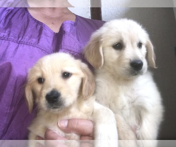 Medium Photo #7  Breeder Profile in COLORADO SPRINGS, CO, USA