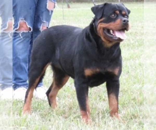 Medium Photo #88  Breeder Profile in OAK GLEN, CA, USA
