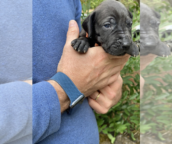 Medium Photo #4  Breeder Profile in LAKE OSWEGO, OR, USA