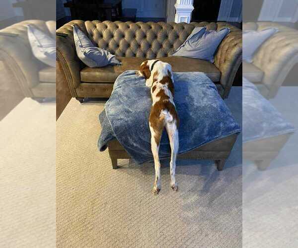 Medium Photo #92  Breeder Profile in HORTENSE, GA, USA