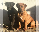 Small breeder photo
