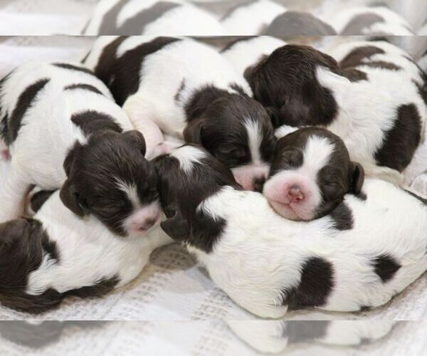 Medium Photo #98  Breeder Profile in HORTENSE, GA, USA