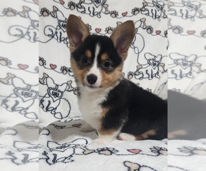 Pembroke Welsh Corgi Dog Breeder near MIAMI, OK, USA